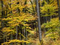 Buchenwald im Herbst am Haindorfer Berg Aschau